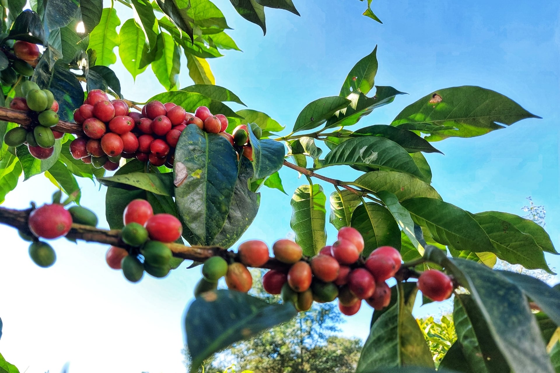 ゲイシャ・ナチュラル ガニチ農園 オーガニック 400g | 自然豊かな自家