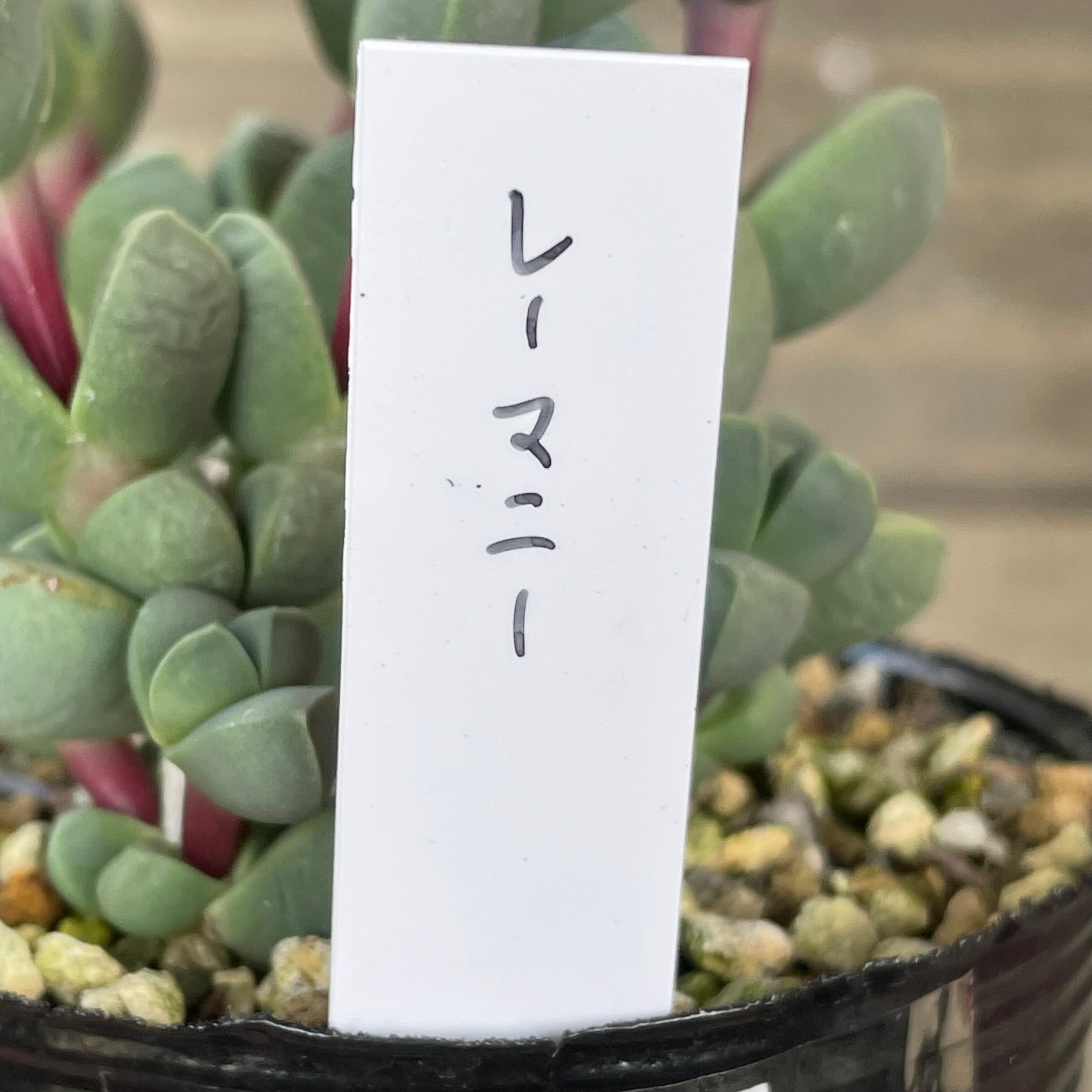レーマニー | RuPo 多肉植物専門店