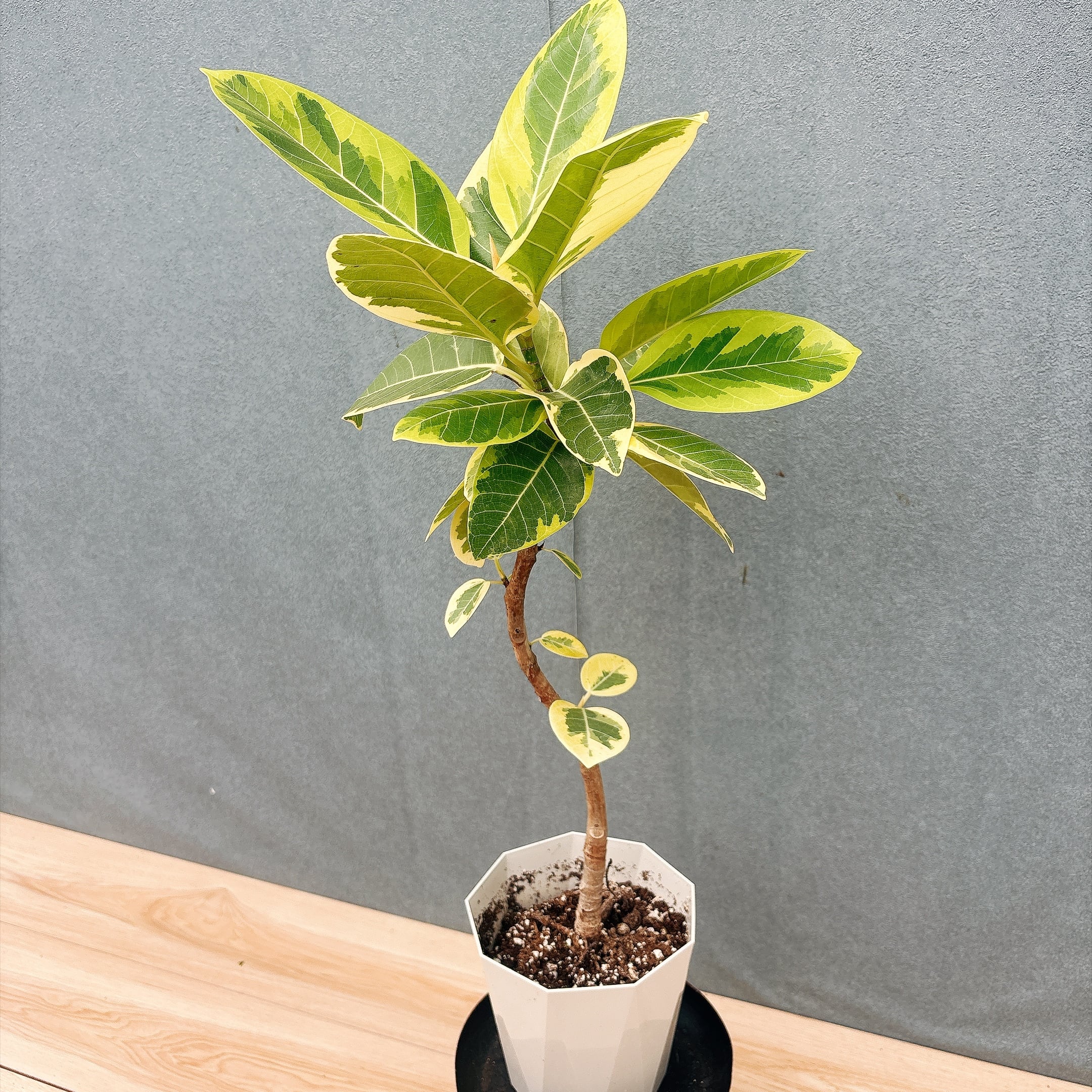 現品］♡かわいい♡ 60番 フィカス アルテシマ 5号 観葉植物 室内