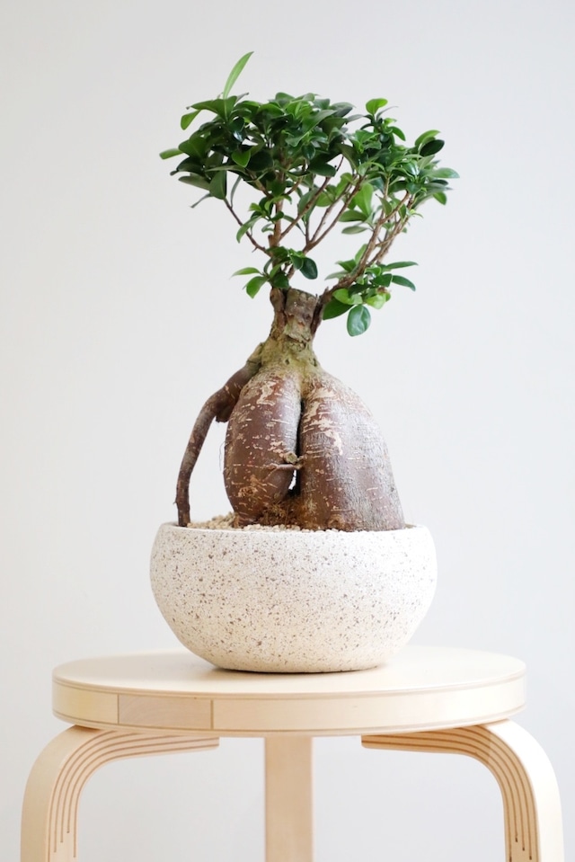 【M】ガジュマル/Ficus microcarpa