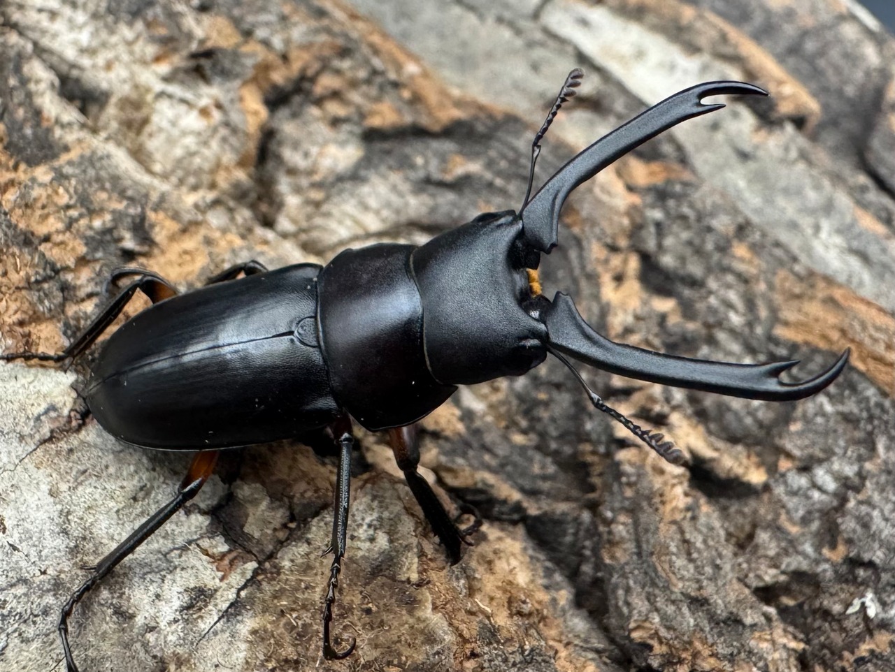 【WF1】《ウスバクワガタ亜種kishidai 34mm ペア》