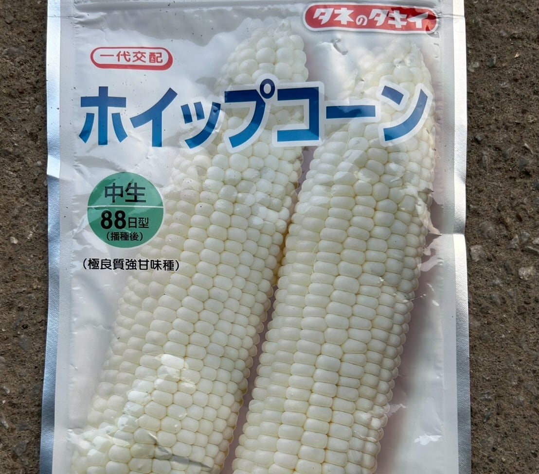 白く輝く、島原のホイップコーン | 湧水の里【モリファーム】