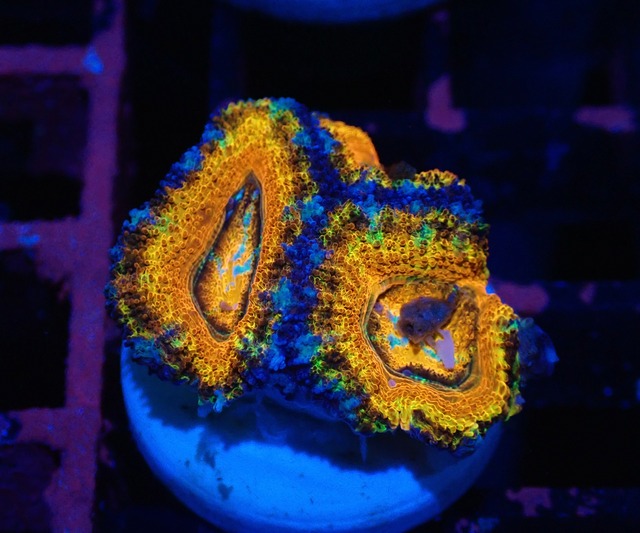 Loadhowensis PremiumRainbow Frag 5