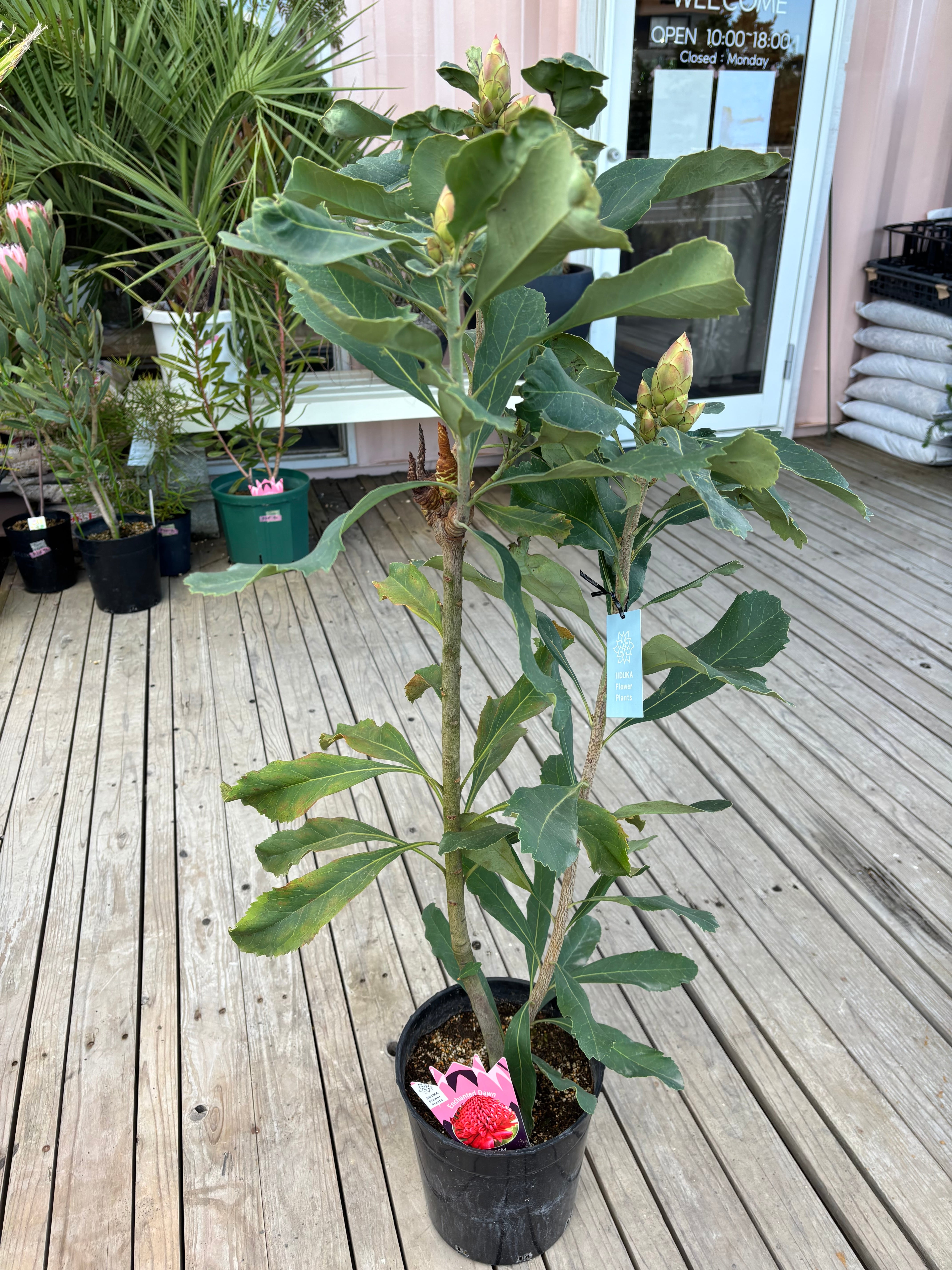 テロペア エンチャンテッドドーン | MELLOW Plants & Coffee