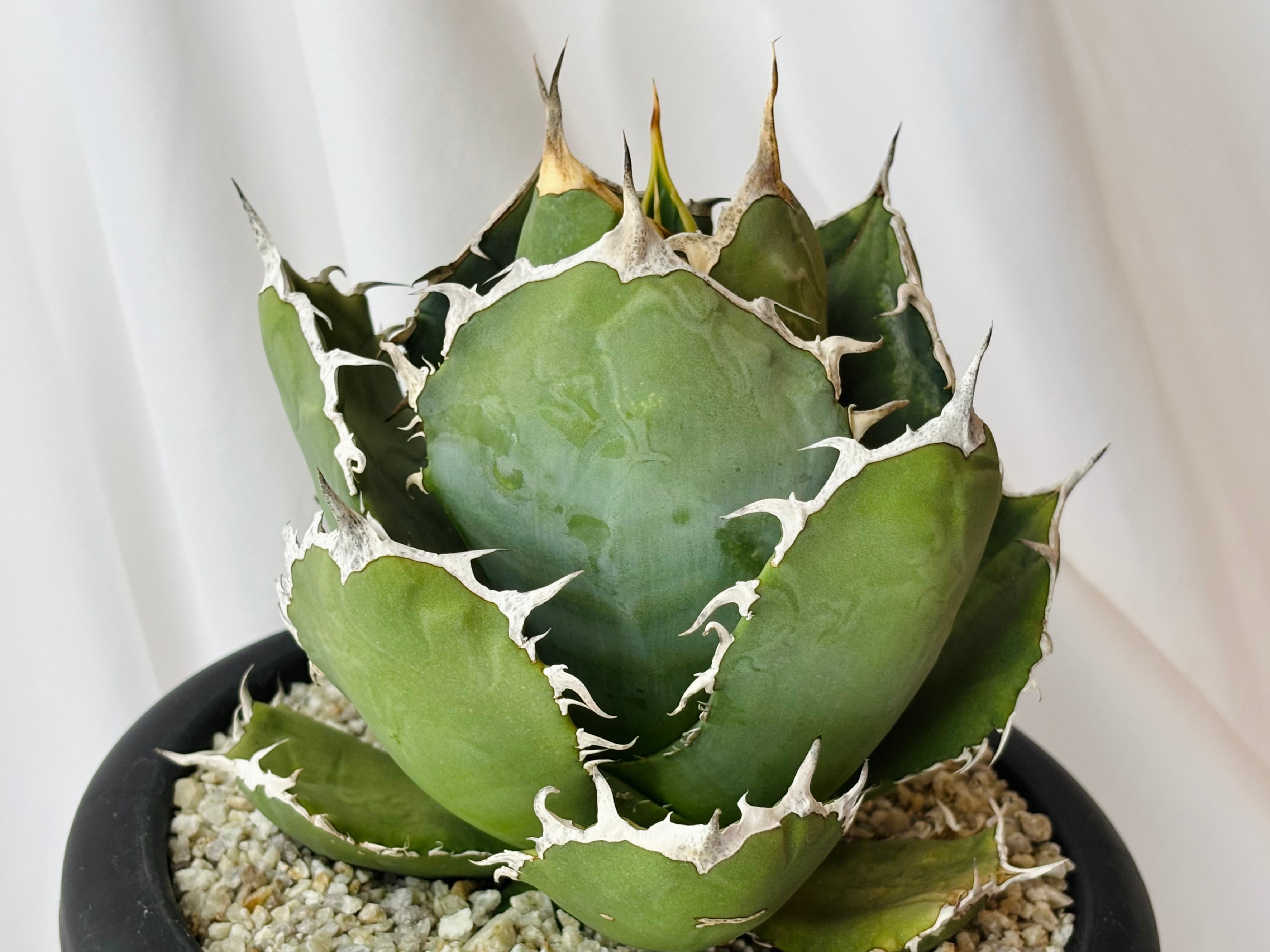 Agave titanota アガベ チタノタ 烈焰 多肉植物 | plants MARU