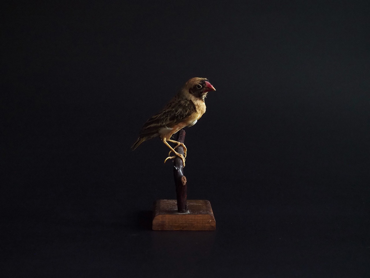 鳥の剥製 Quelea quelea