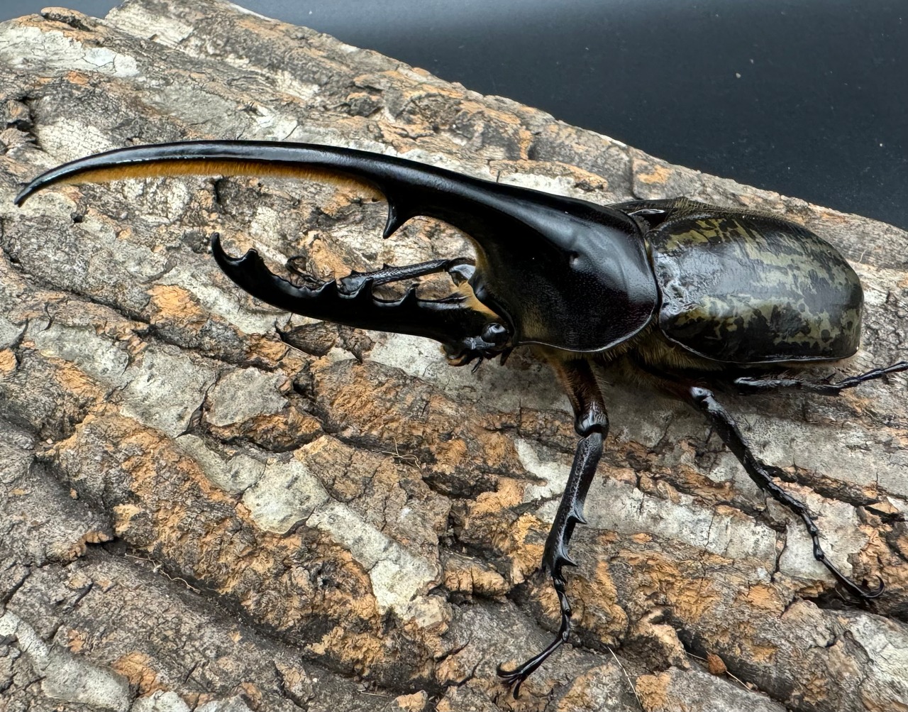 《ヘラクレス・ヘラクレス 132mm ペア》