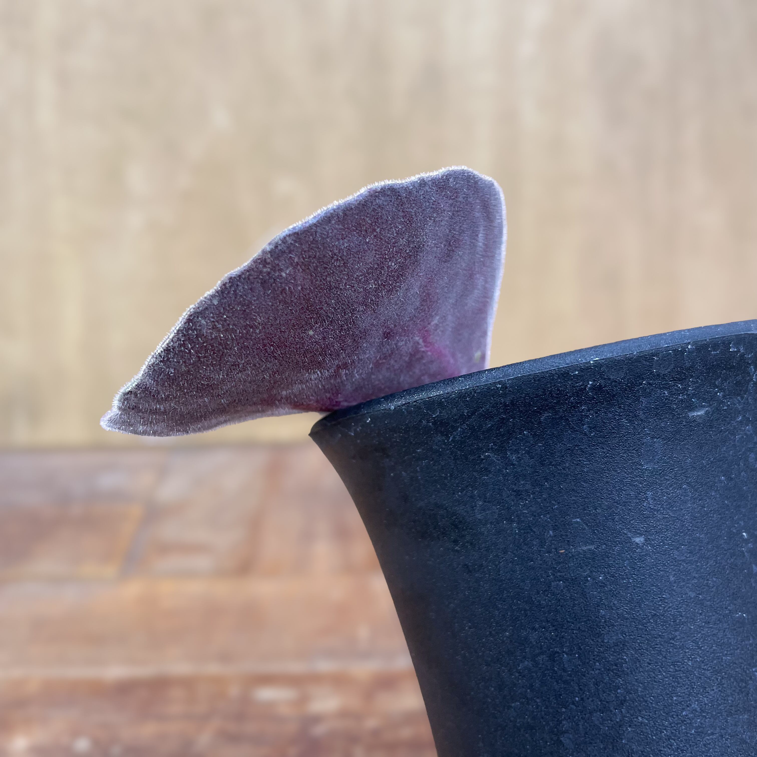 チレコドン　シンギュラリス　シングラリス　休眠中 新年とチレコドン シングラリス(Tylecodon singularis)の葉が