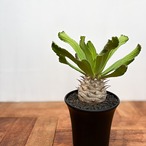 Euphorbia venenifica【ユーフォルビア・ベネニフィカ】