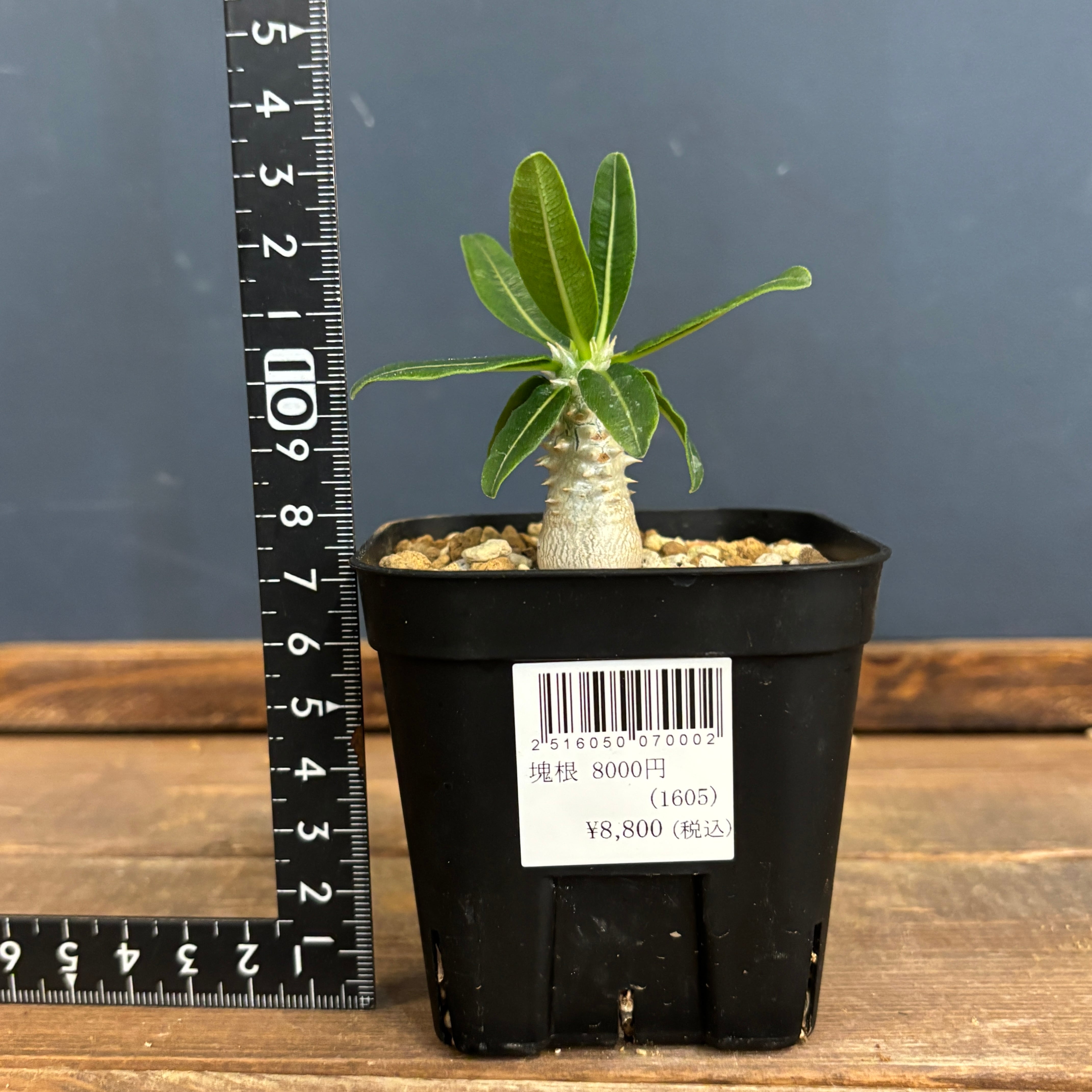 パキポディウム タッキー【220】 | PROTOLEAF プロトリーフ