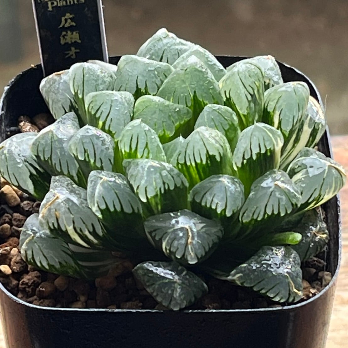 ハオルチア 広瀬オブツーサ錦 | mocono_plants