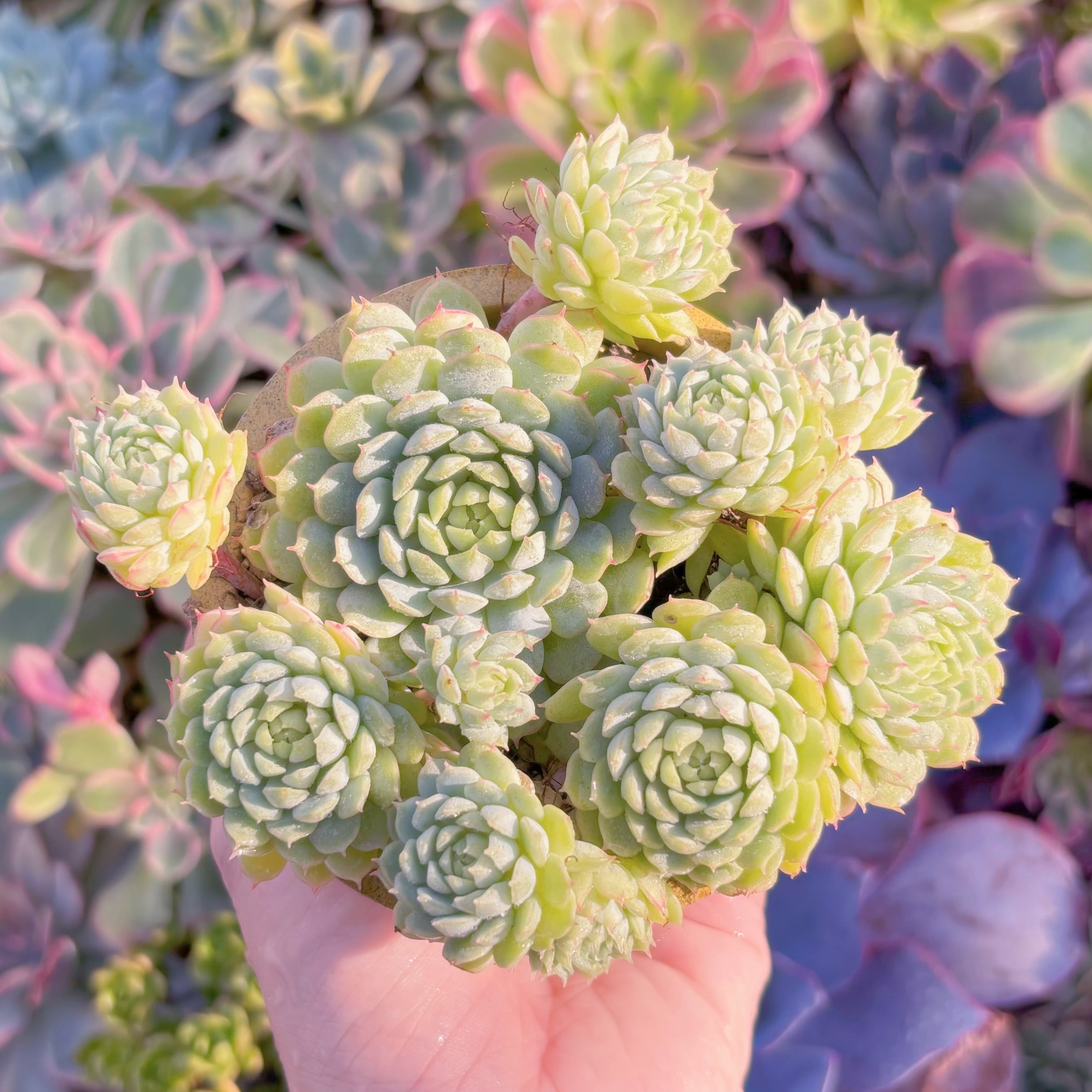 現品　グロブローサx静夜#K029    群生　るる農園