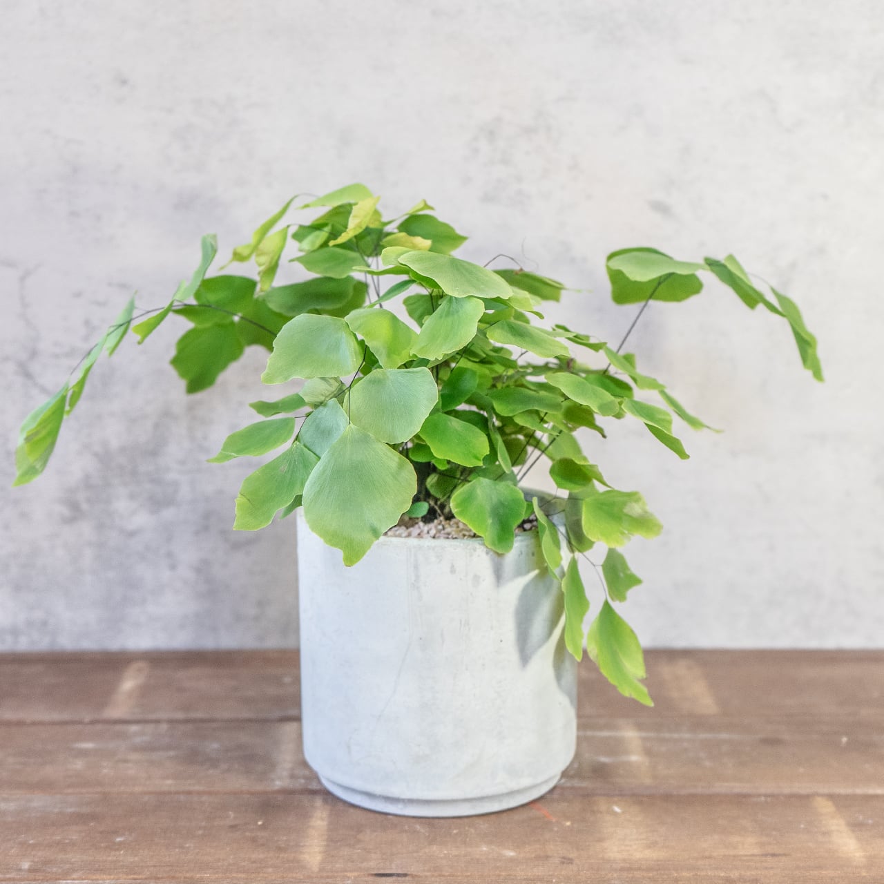 【揺れる銀緑色のシルク】アジアンタム・ペルビアナム。無骨な手づくりモルタル鉢が、その繊細さをより一層、引き立てます。／一株の厳選／虫発生抑制／送料全国一律850円