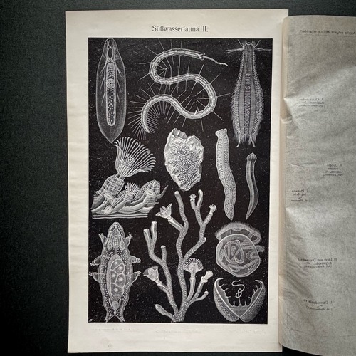 博物画「水生生物」