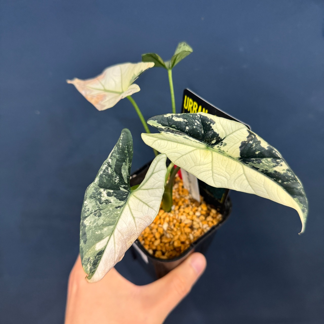 アロカシア　シンポ　アルボマルギナータ【248】