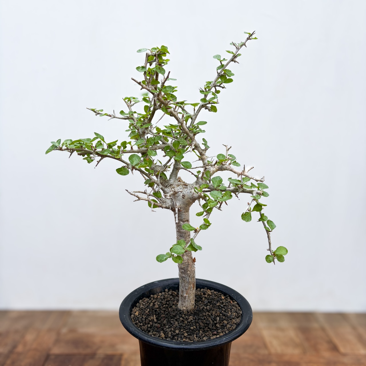 Commiphora orbicularis【コミフォラ・オルビクラリス】