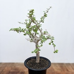 Commiphora orbicularis【コミフォラ・オルビクラリス】