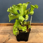 【UJビカクフェア】【〜4/16 10%OFF】 ビカクシダ P. ridleyi var. round 'G'【1049】