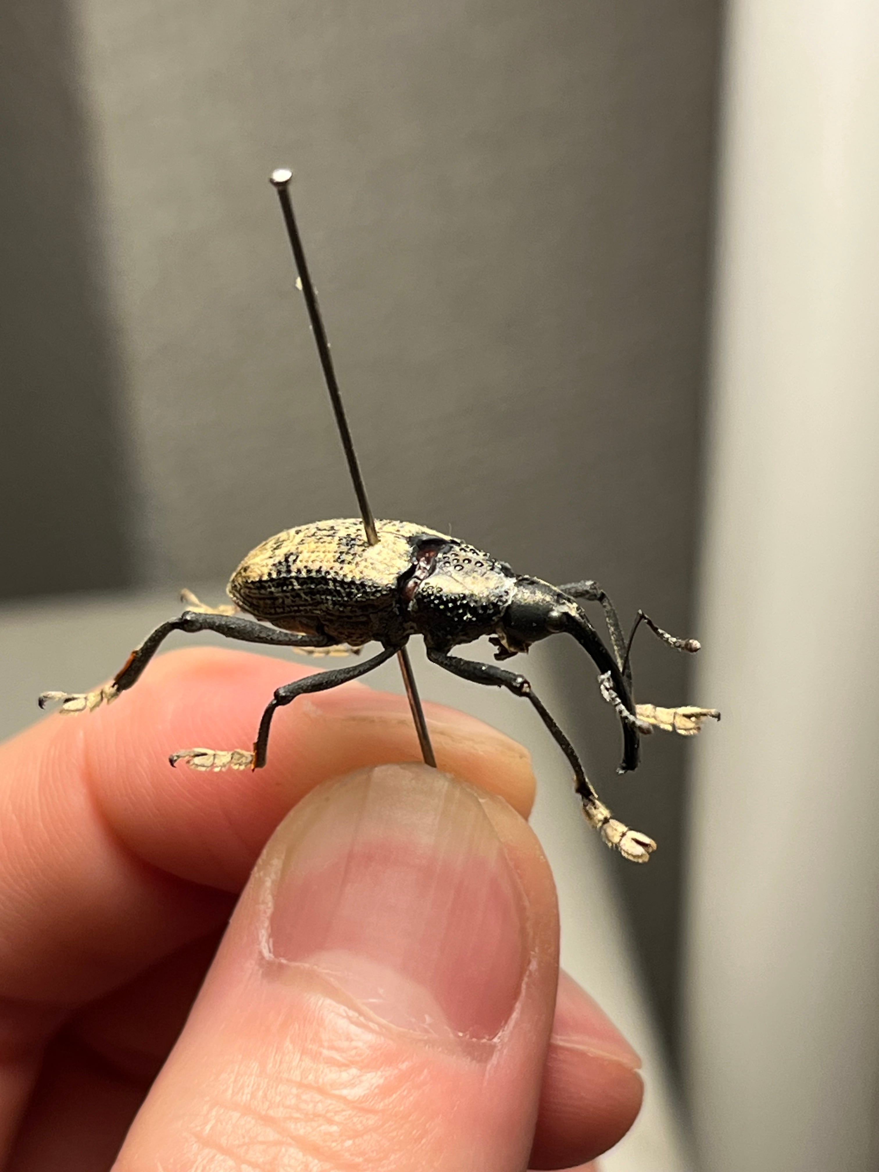 ブラジルのシギゾウムシ 標本カミキリ昆虫ゼリー標本甲虫フンチュウフンコロガシ ブラジルのシギゾウムシ 標本カミキリ昆虫ゼリー標本甲虫フンチュウ