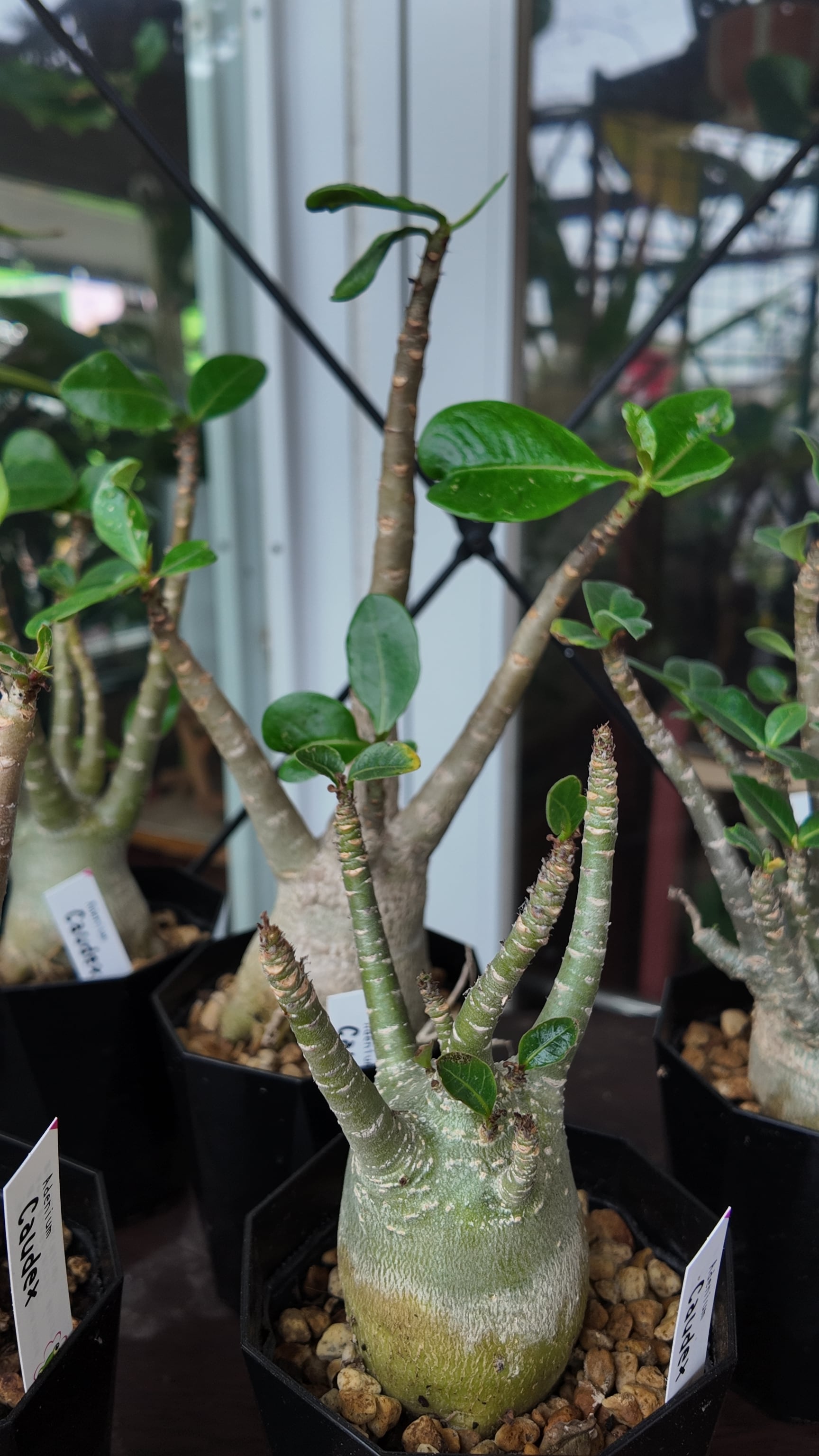 塊根植物：アデニウム オベスム | 宮田生花店