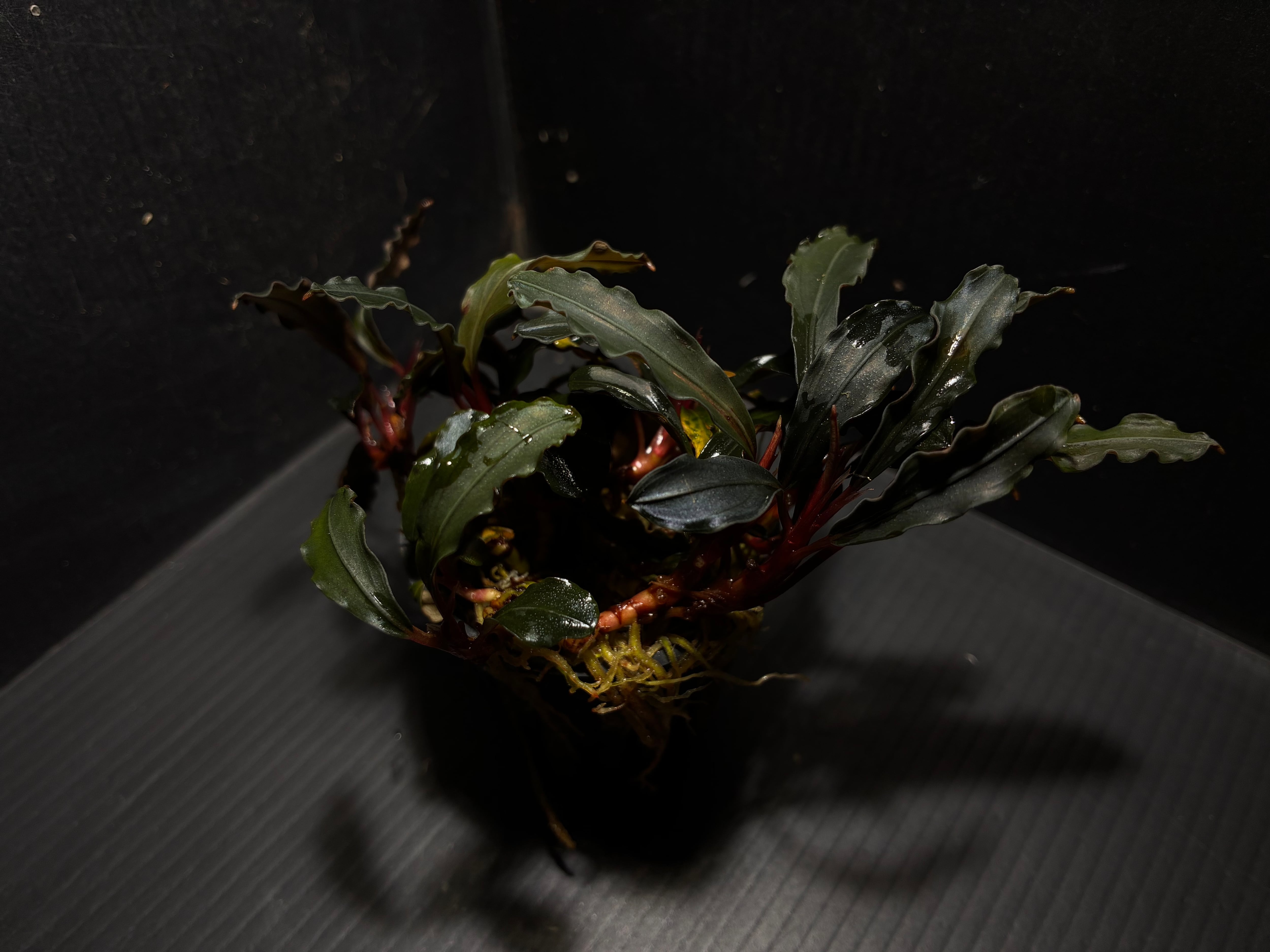 Bucephalandra sp. Murung raya【LA0813-1】 | AquaFocus