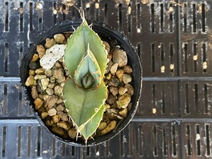 【 F-11 】oteroi seedling ①