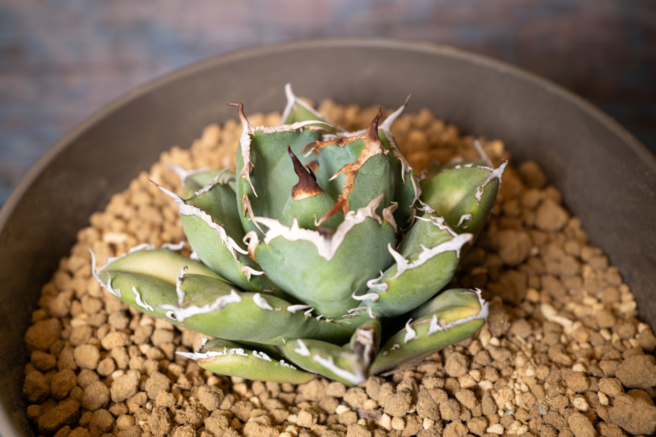 アガベ チタノタ Chum 画像4