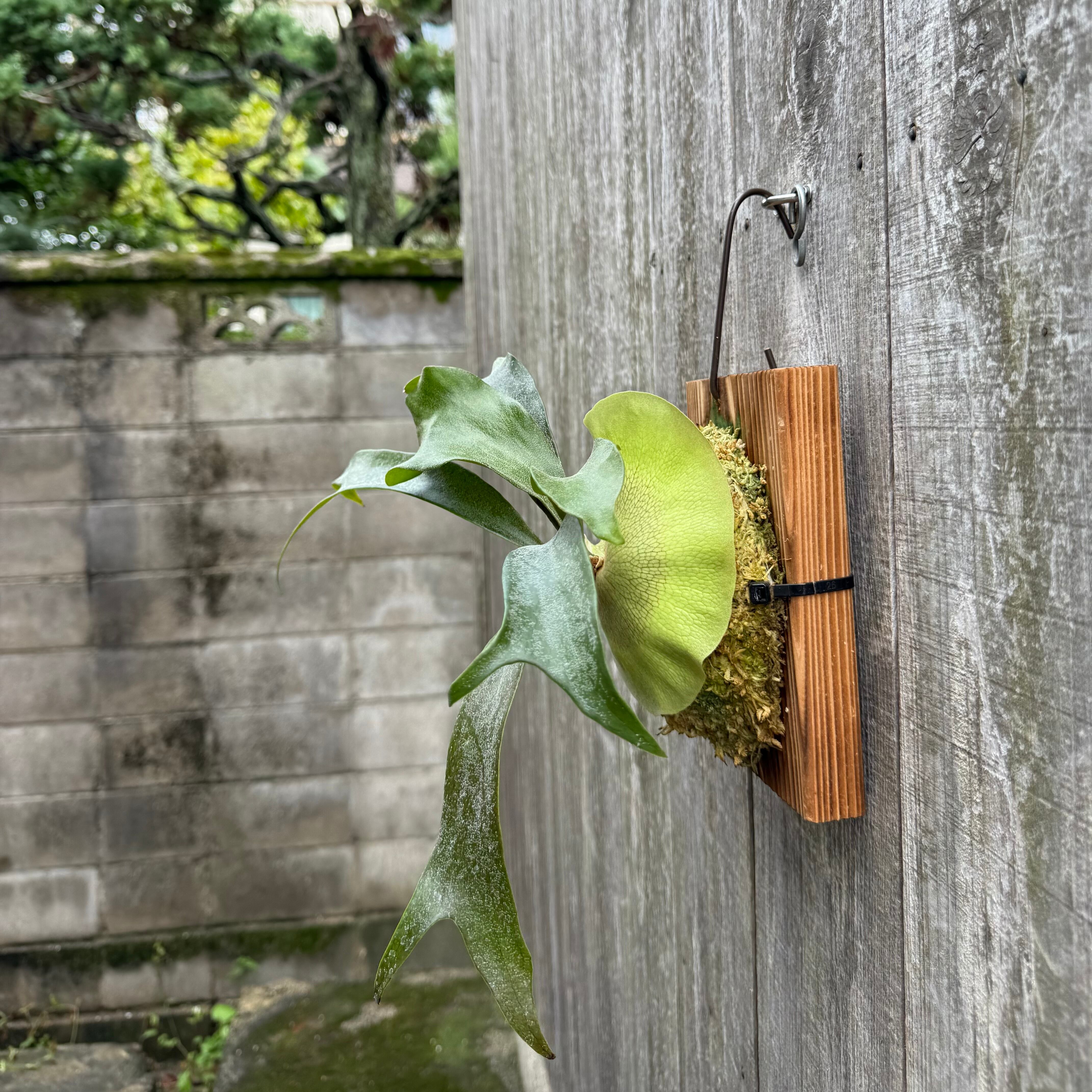 P. Dancing Peacock Sporelings | naturefix