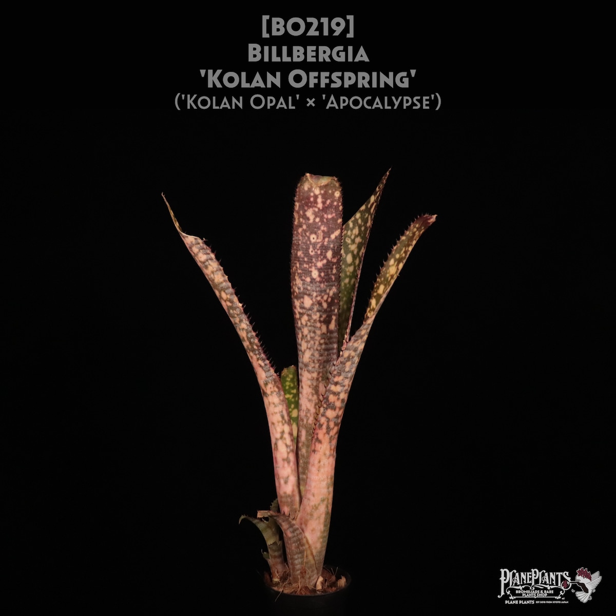 【送料無料】Billbergia 'Kolan Offspring'〔ビルベルギア〕現品発送B0219 | plane plants