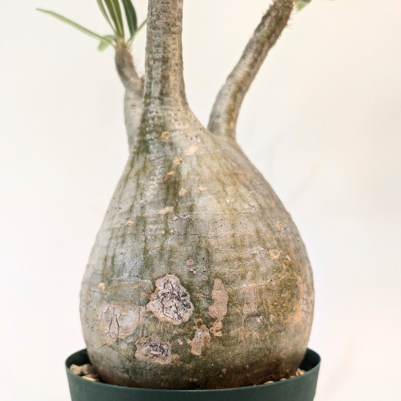 パキポディウム　ロスラツム　グラキリス「象牙宮」(現地球) パキポディウム ロスラーツム グラキリス Pachypodium rosulatum