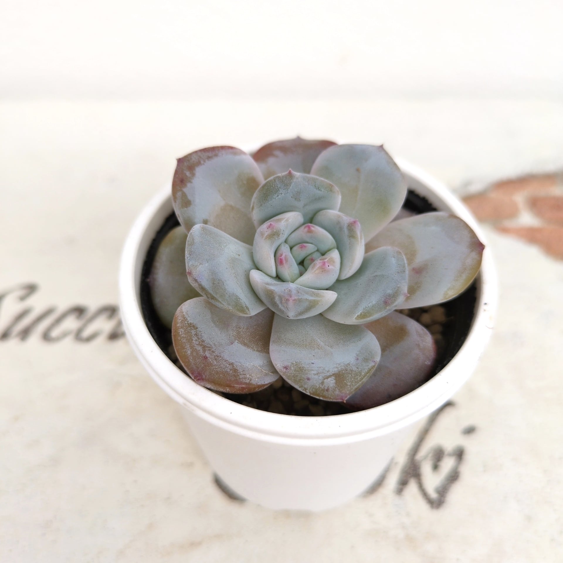 多肉植物 スノーフェイス 抜き苗 | Pay ID