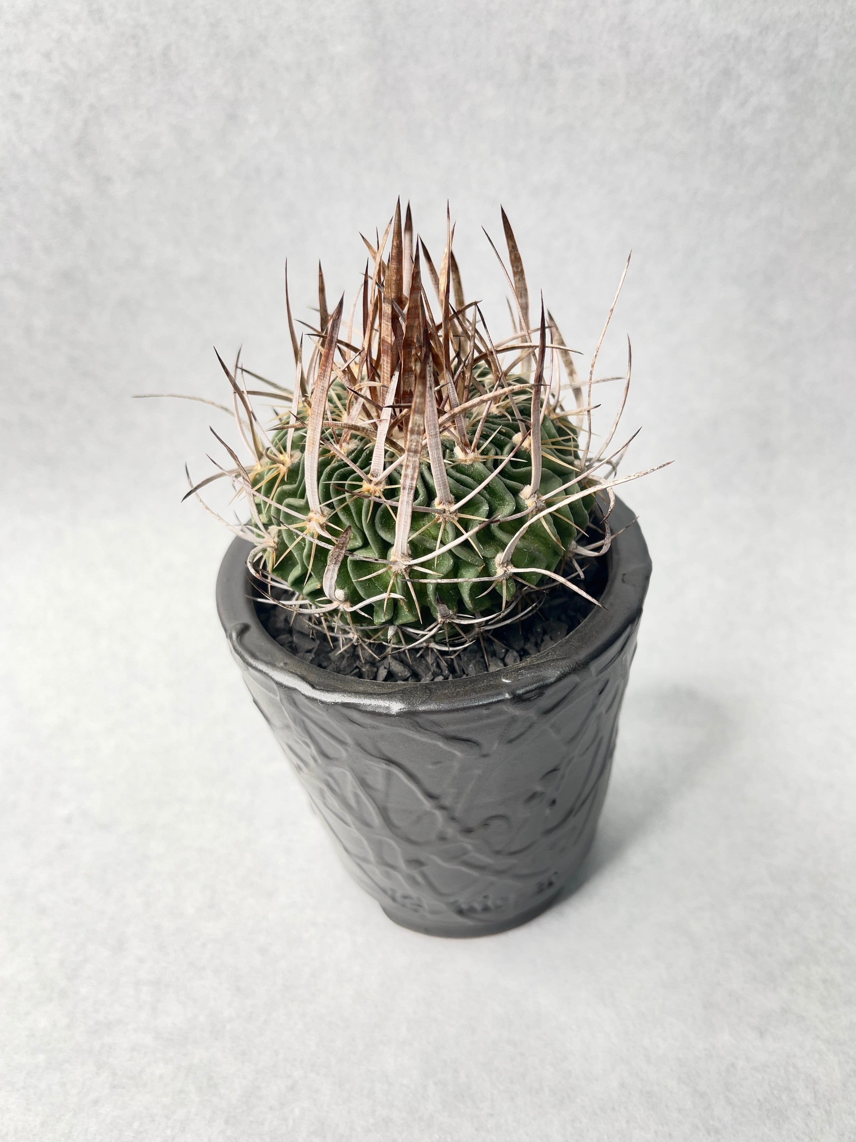 エキノフォスロカクタス・黒刺振武玉 | trigger