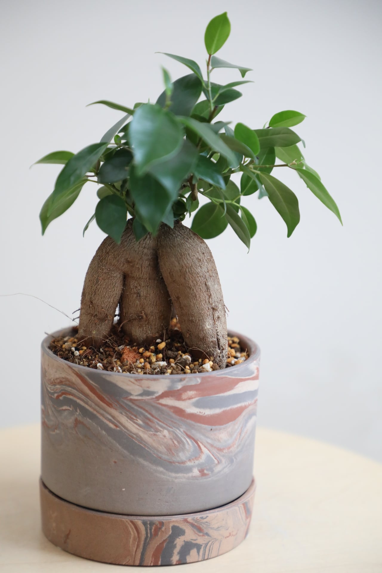 S】ガジュマル/Ficus microcarpa | 【厳選植物・器】MIDORI DOUMEI 翠