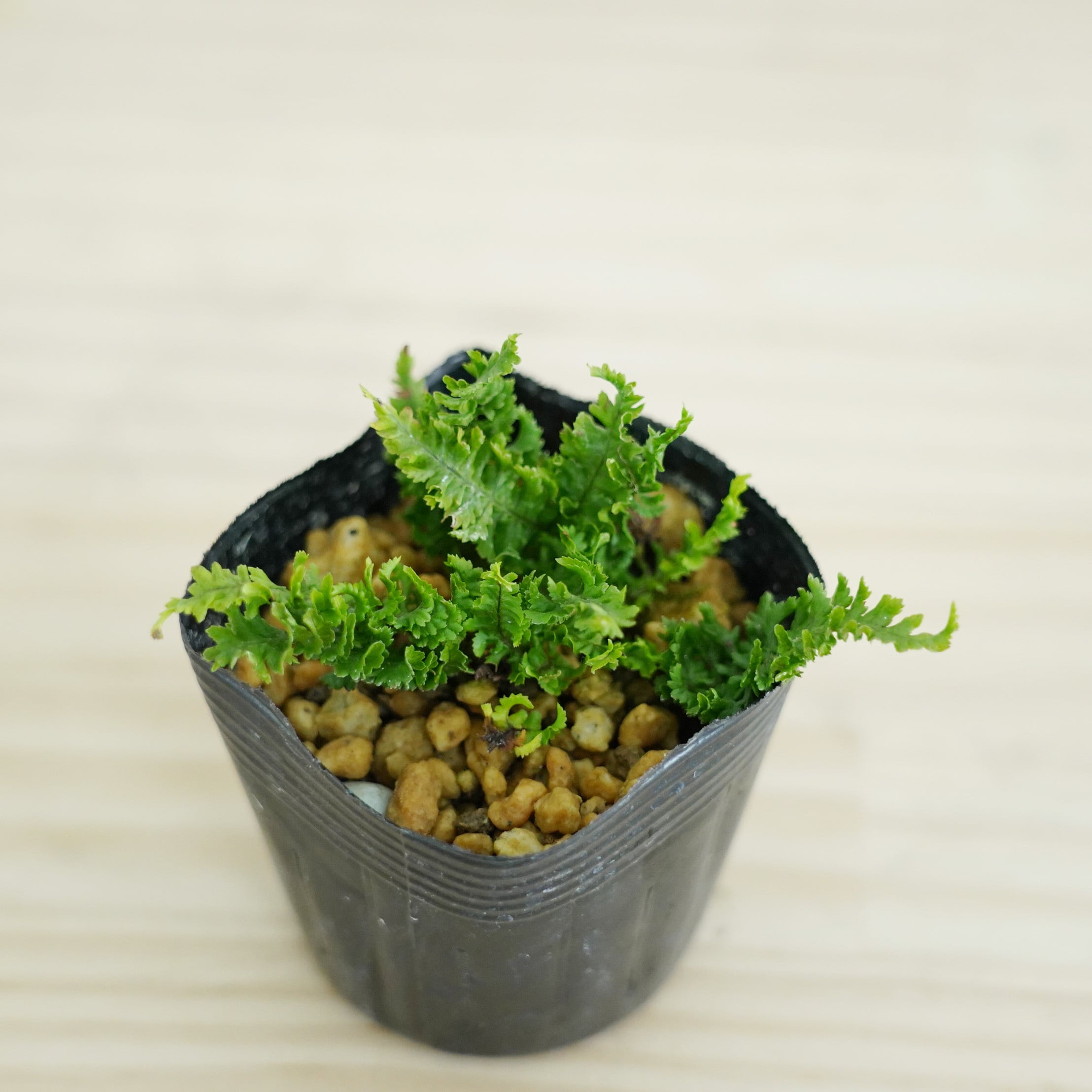 ヨロイシダ 苔テラリウム作製用素材◇Lカップ | 苔テラリウム専門