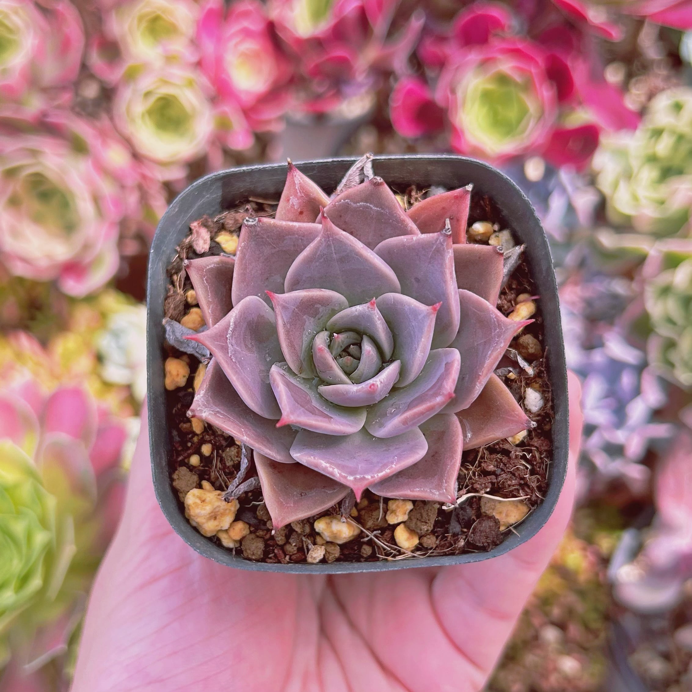 #839現物　多肉植物　ミヤ　抜き苗