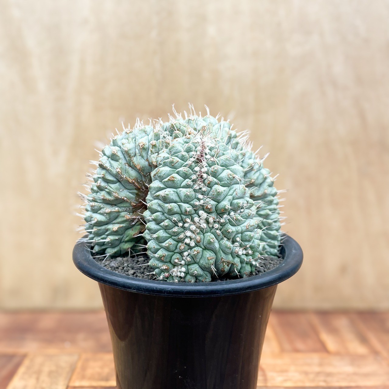 Storombocactus disciformis【ストロンボカクタス・菊水綴化】
