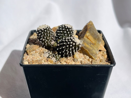 Copiapoa Tenuissima　コピアポア　テヌイシマ　魚鱗玉　サボテン