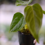【希少】Anthurium Queen of Heart / アンスリウム クイーン オブ ハート⑦ / 観葉植物<育て方・花言葉>