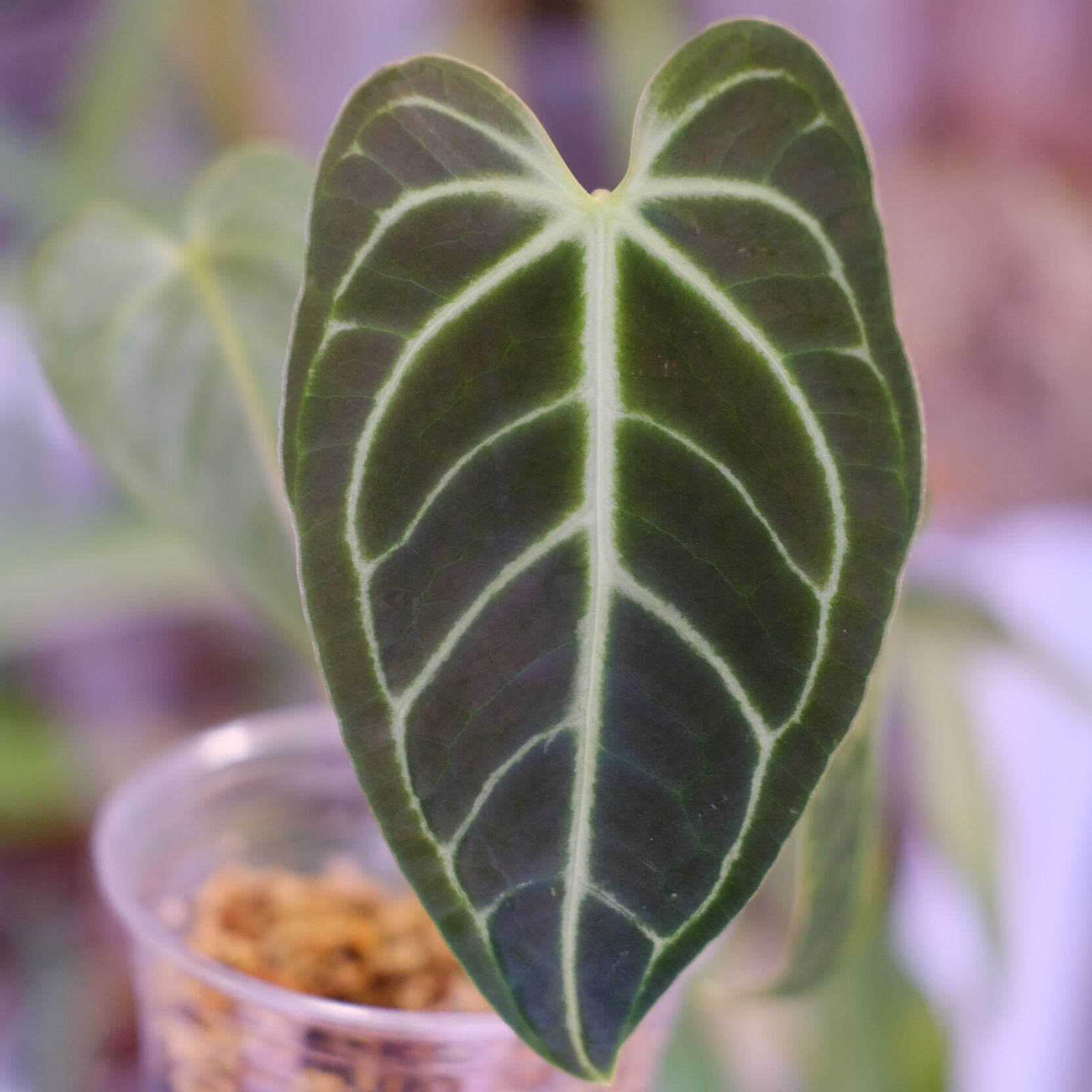 アンスリウム・レガレ│Anthurium Regale㉕│観葉植物 | tokyoplants
