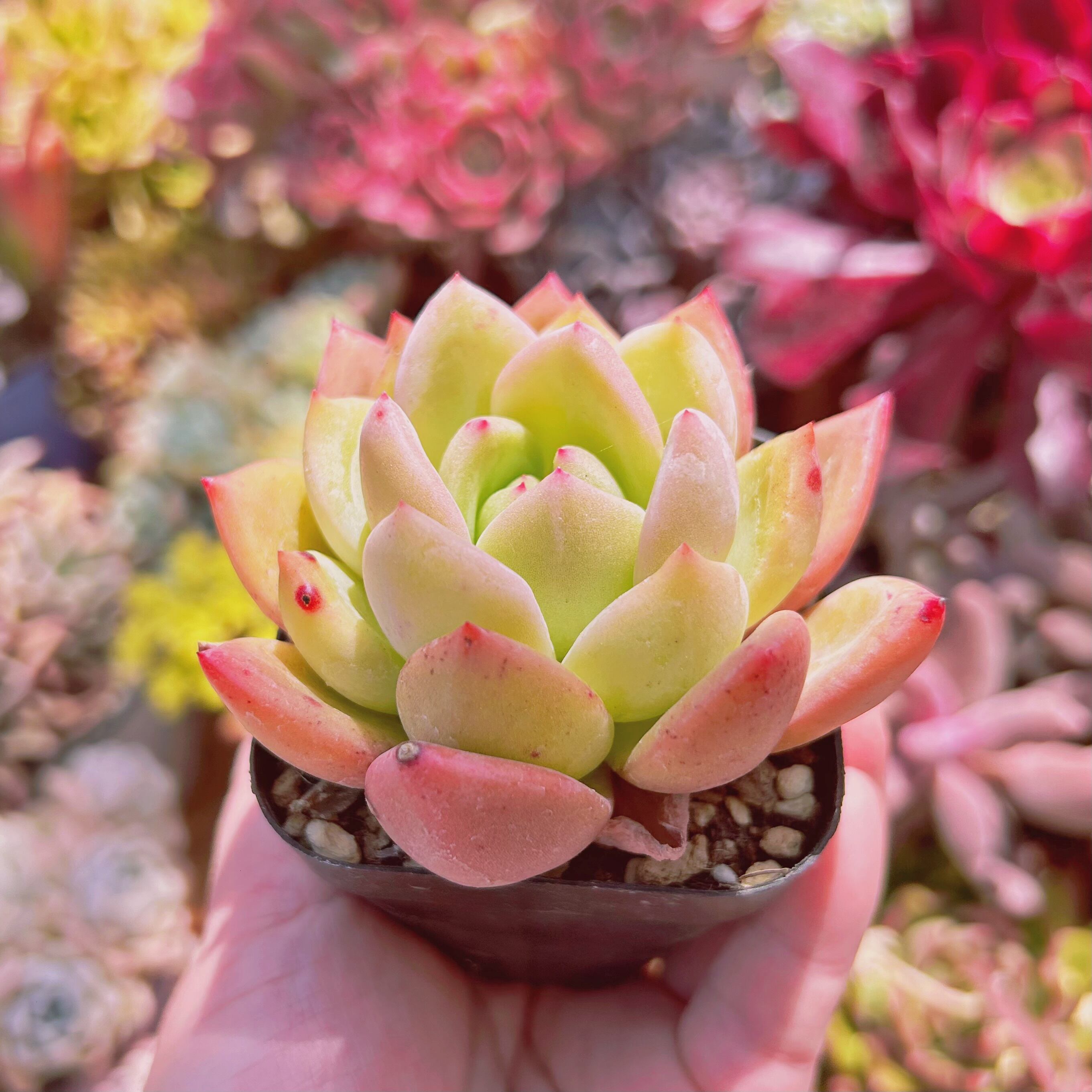011現物 多肉植物 シャンペーン 抜き苗 | るる農園~多肉植物専門