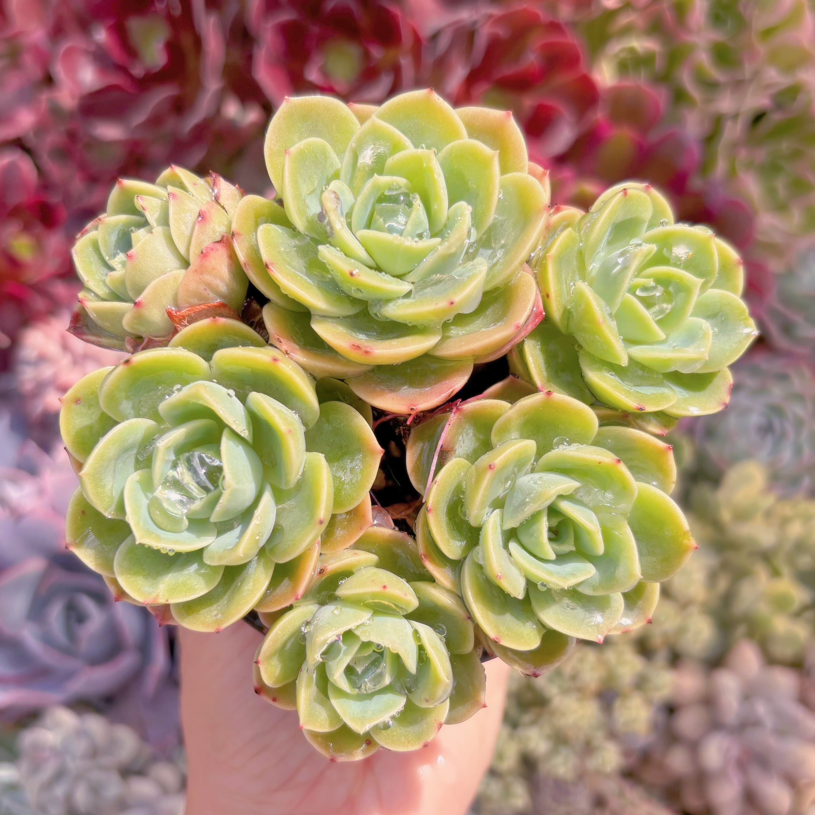 現品　メロン#B41　るる農園