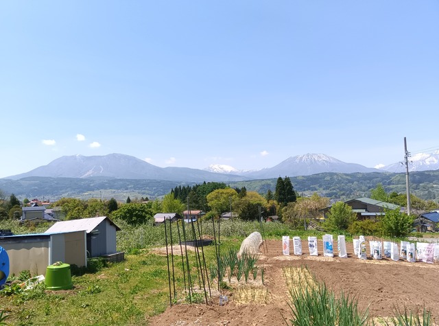 締切ました、11/27終了。ありがとうございました　　　アグリ 農業体験募集のお知らせ　　玉ねぎ、青森ホワイト６辺植付