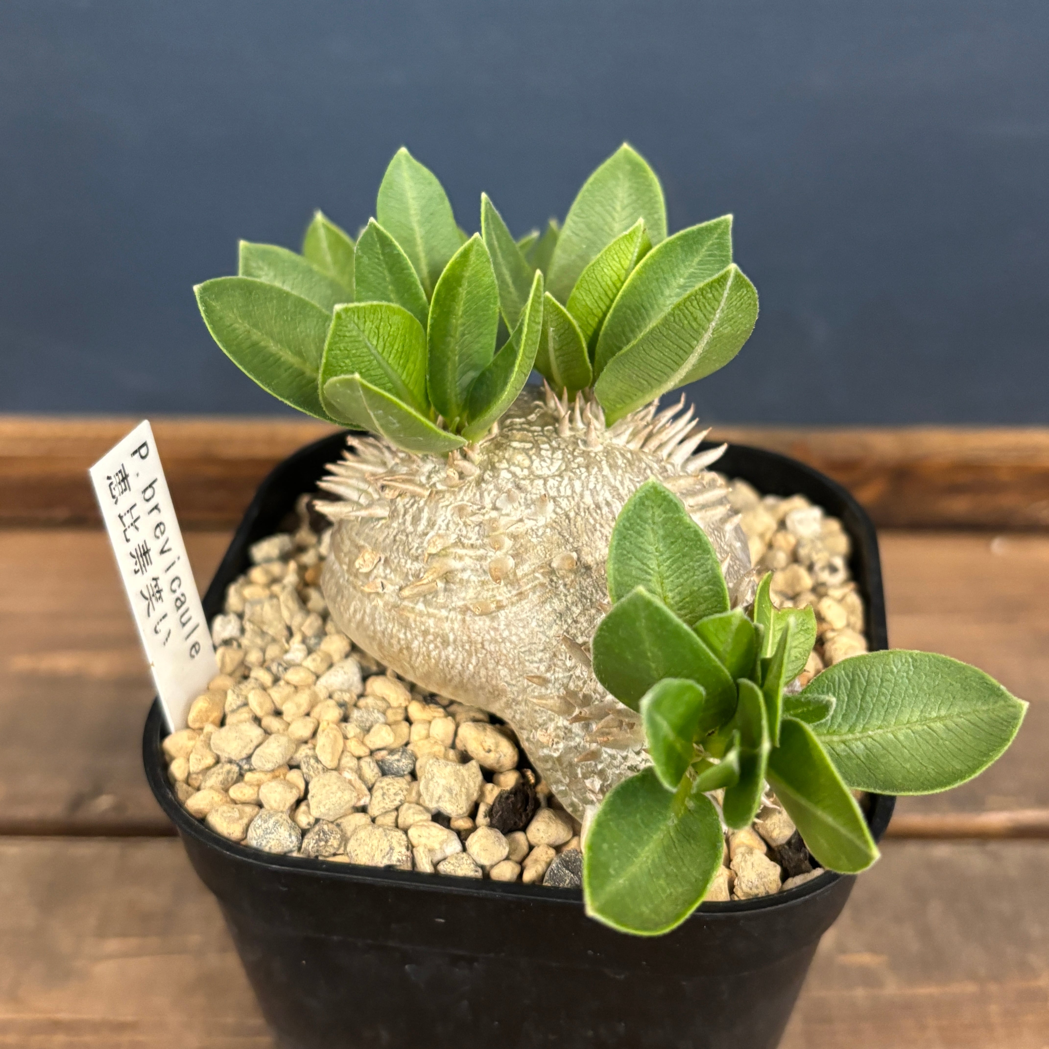 盆栽鉢仕立て】パキポディウム・ブレビカウレ 恵比寿笑い