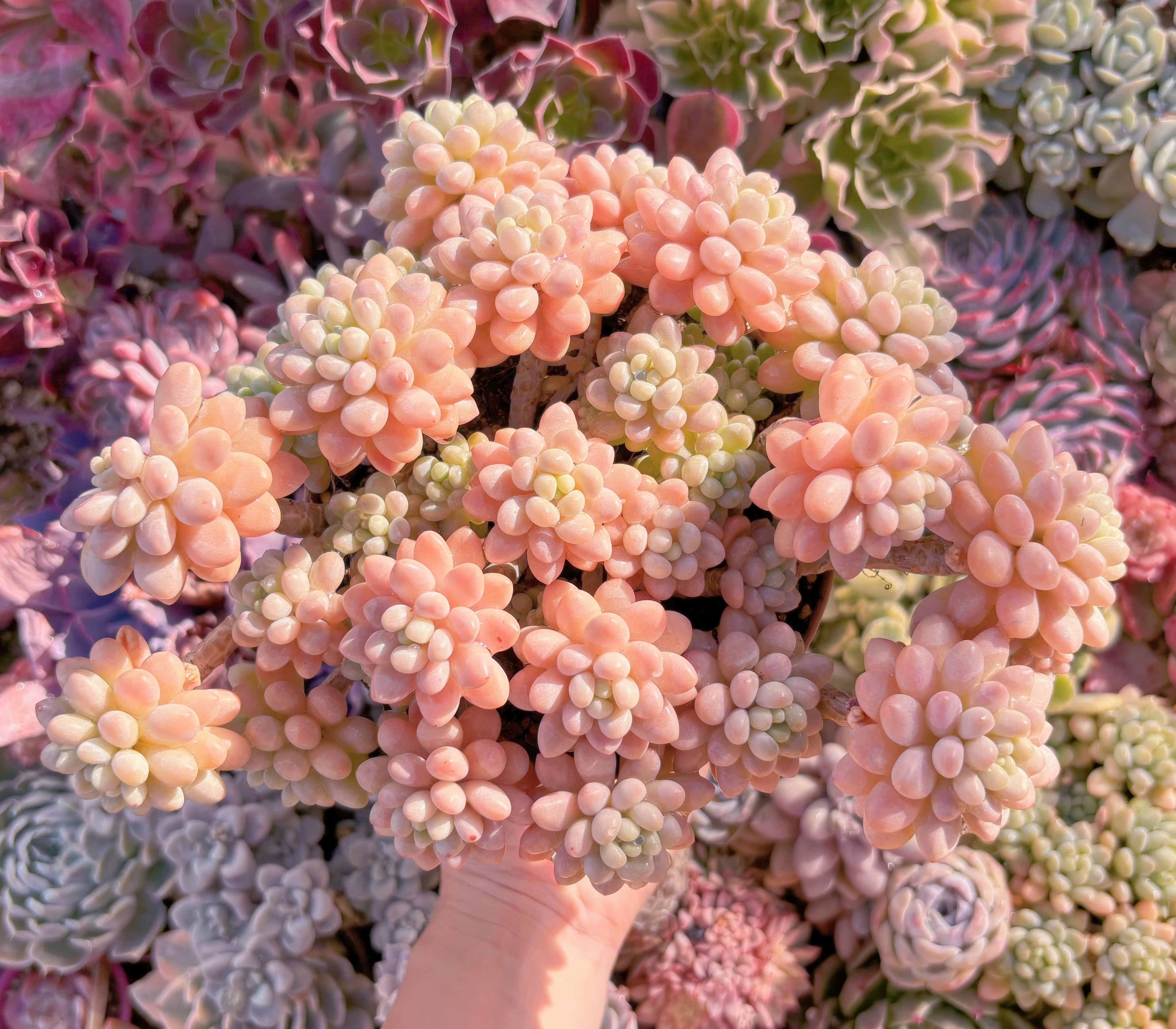 現品　ストロベリーミルク#597　特大群生　るる農園