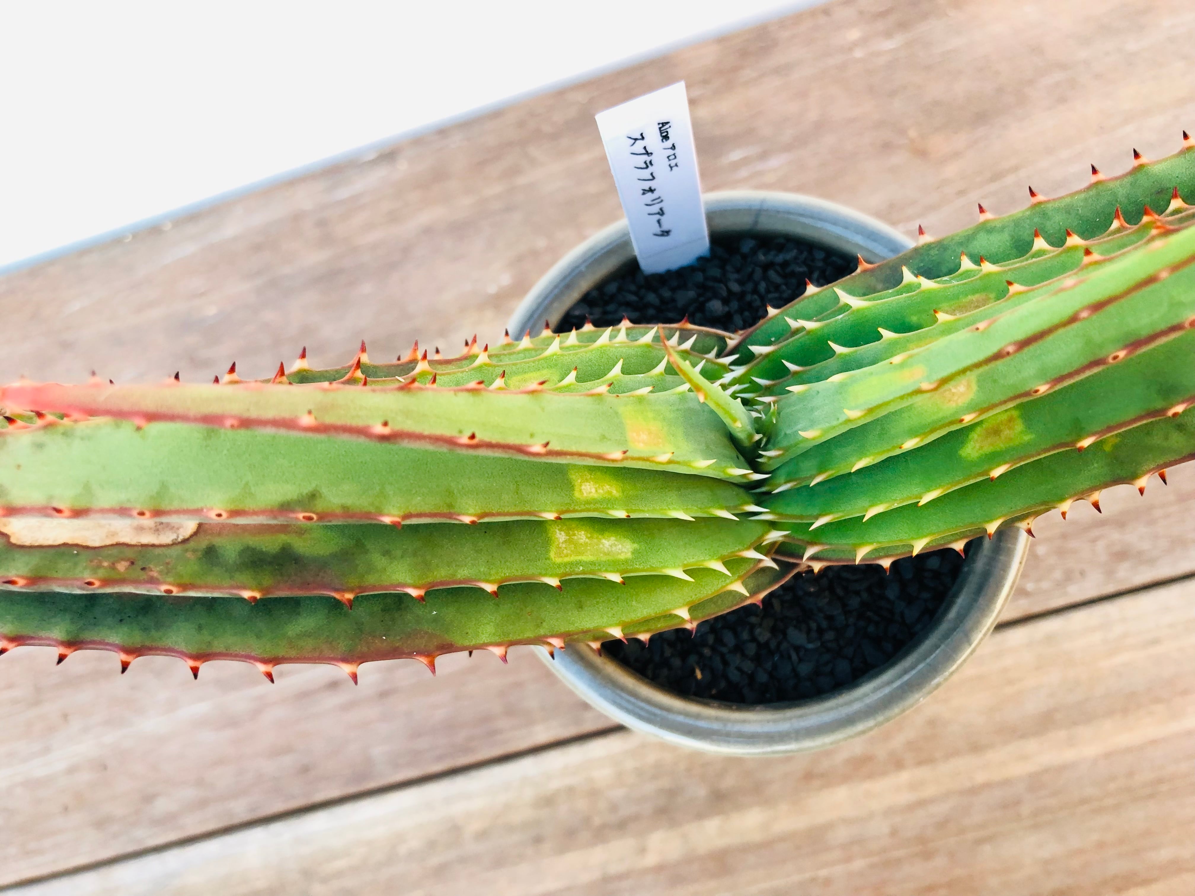 アロエ・スプラフォリアータ（Aloe suprafoliata）ブックアロエ Aloe Suprafoliata アロエ スプラフォリアータ | plants MARU