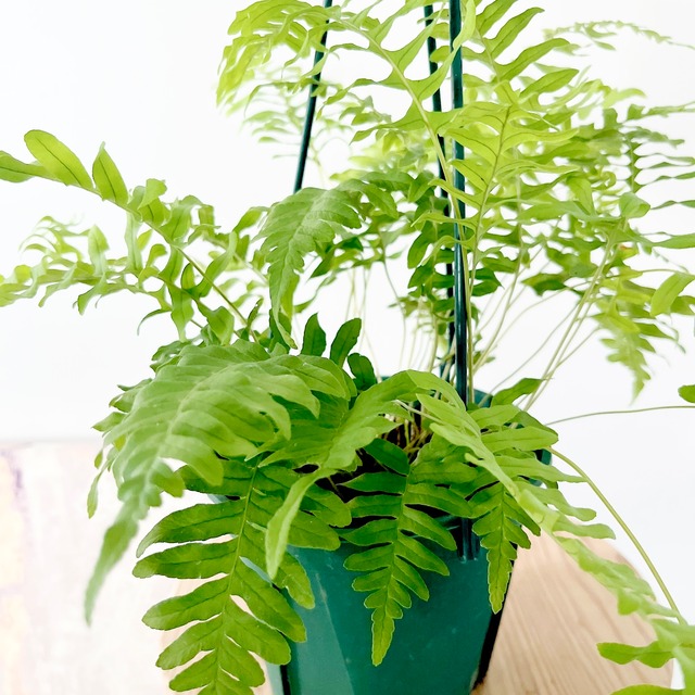 ポリポジウム ブルガーレ 観葉植物 絶滅危惧種