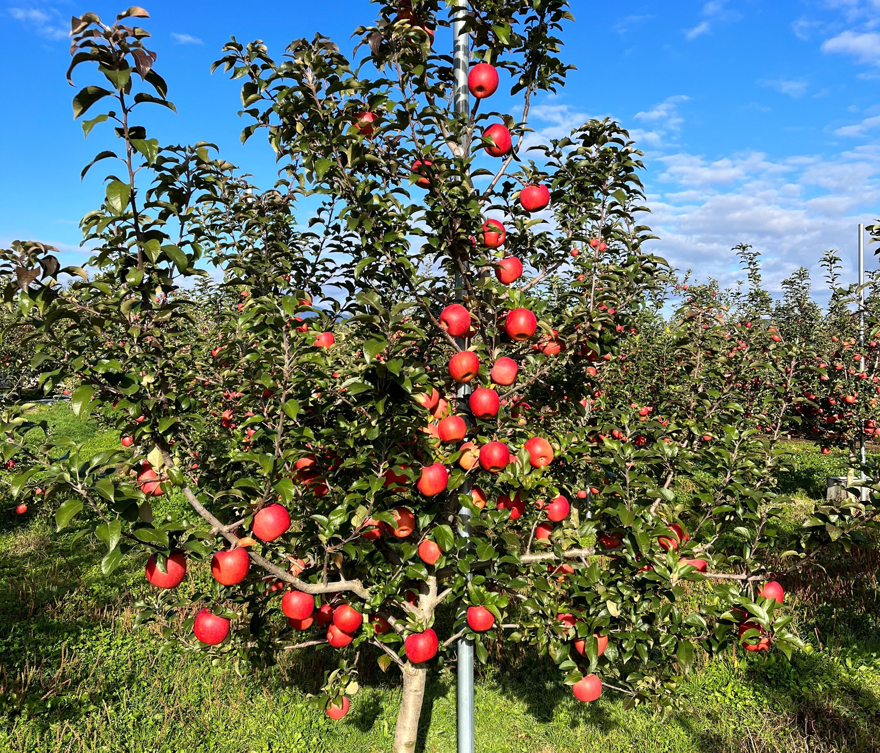 葉とらず高徳　家庭用10kg