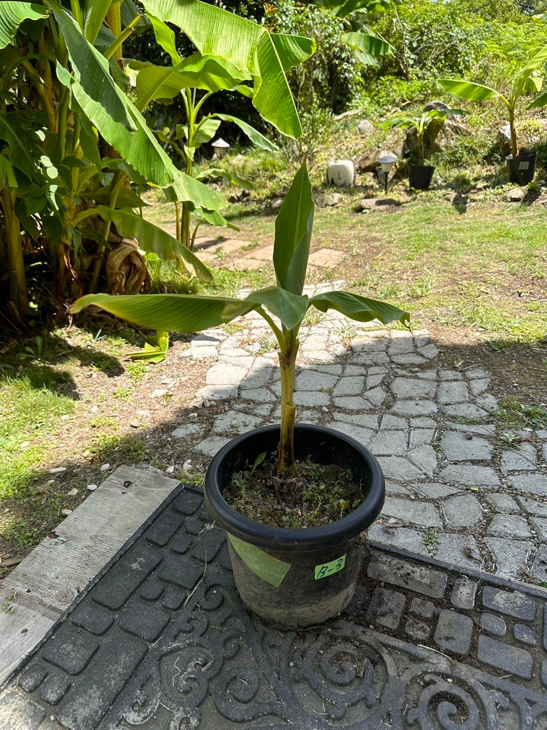 芭蕉 ジャパニーズバナナ バショウ 苗 B-3 【鉢底から計測】 約60cm