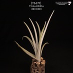 【送料無料】zecheri〔エアプランツ〕現品発送T3671