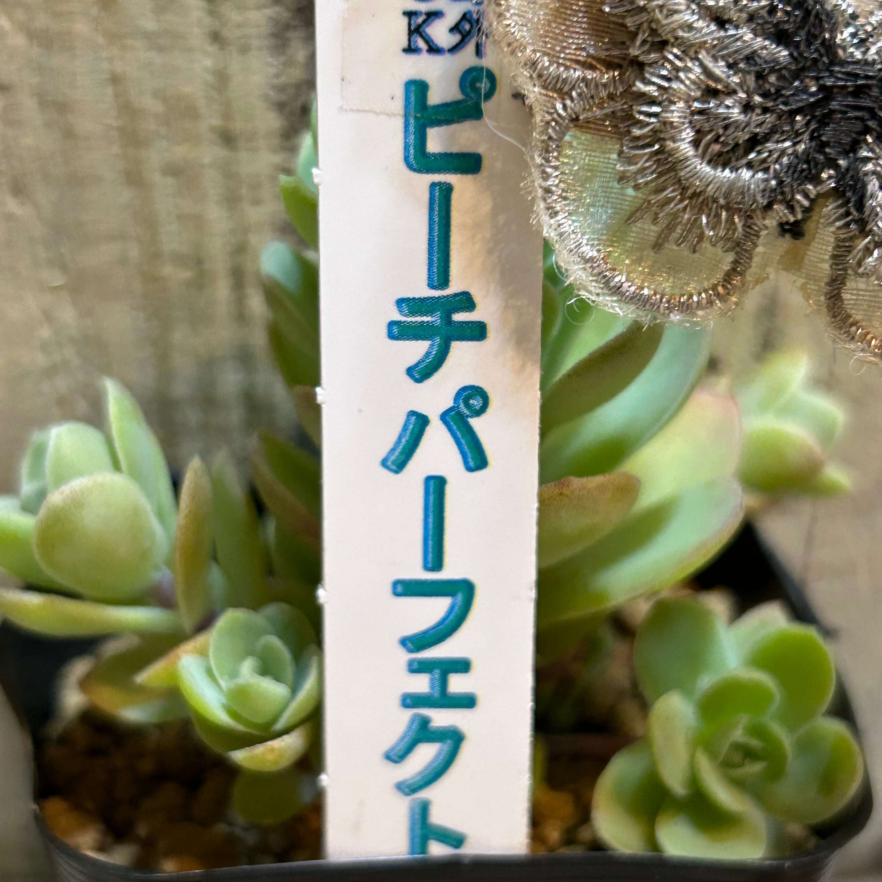 ピーチパーフェクト | RuPo 多肉植物専門店